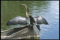 311009 Water Turkey, Drying Wings A4 Photo Print