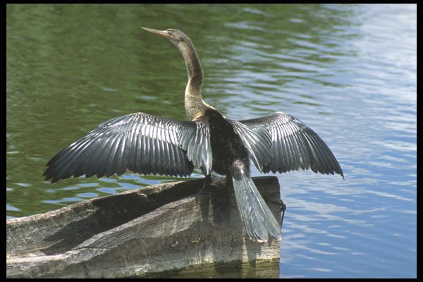 311009 Water Turkey, Drying Wings A4 Photo Print