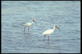 311010 Ibis Pair A4 Photo Print