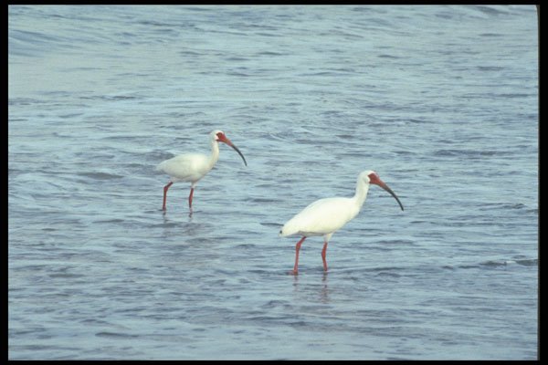311010 Ibis Pair A4 Photo Print