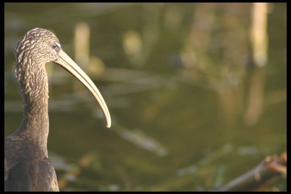 311011 Ibis A4 Photo Print