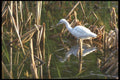 311012 Egret, Hunting A4 Photo Print