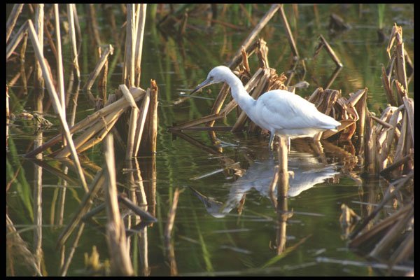 311012 Egret, Hunting A4 Photo Print