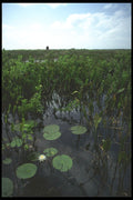 311014 Lily Pads A4 Photo Print