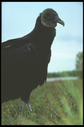 311015 Young Vulture A4 Photo Print