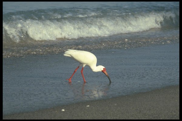 311018 White Ibis, Feeding A4 Photo Print