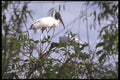 311019 Wood Stork (endangered) A4 Photo Print