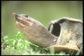 311020 Soft shelled Turtle A4 Photo Print