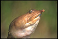 311021 Soft shelled Turtle A4 Photo Print
