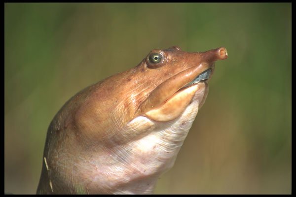 311021 Soft shelled Turtle A4 Photo Print