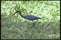 311022 Little Blue Heron A4 Photo Print