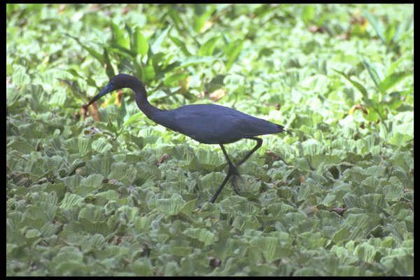 311022 Little Blue Heron A4 Photo Print