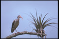311023 Ibis A4 Photo Print