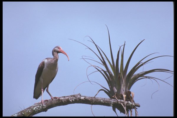 311023 Ibis A4 Photo Print