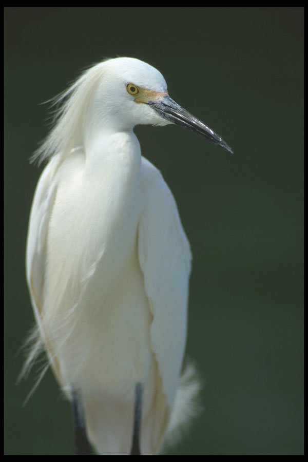 311024 Snowy Egret, Breeding Plumage A4 Photo Print