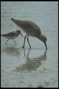 311025 Shorebirds A4 Photo Print