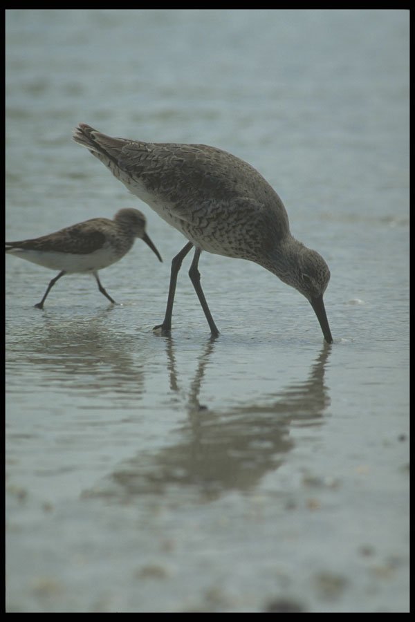 311025 Shorebirds A4 Photo Print