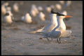 311026 Royal Terns A4 Photo Print