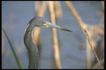 311027 Tri colored Heron A4 Photo Print