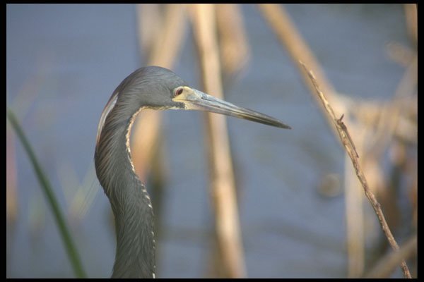 311027 Tri colored Heron A4 Photo Print