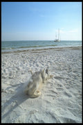 311028 Canine Beach Bum A4 Photo Print