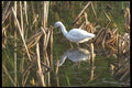 311029 Little Blue Heron A4 Photo Print