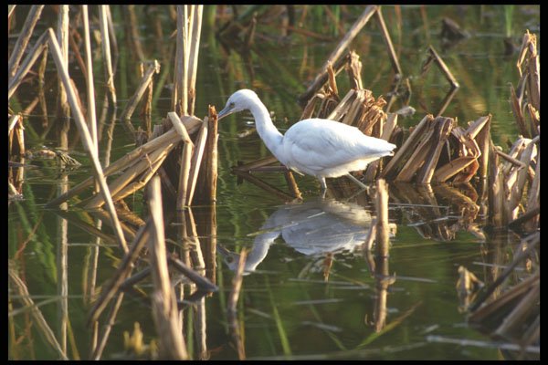311029 Little Blue Heron A4 Photo Print