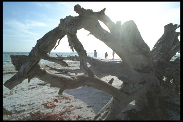 311031 Driftwood, East Cape A4 Photo Print