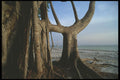 311033 Mangroves A4 Photo Print