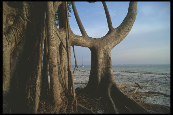 311033 Mangroves A4 Photo Print