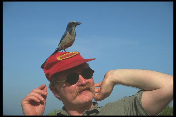 311034 Birdman And Scrub Jay A4 Photo Print