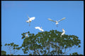 311035 Great White Herons In Mangrove A4 Photo Print