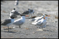 311036 Laughing Gulls And Royal Terns A4 Photo Print