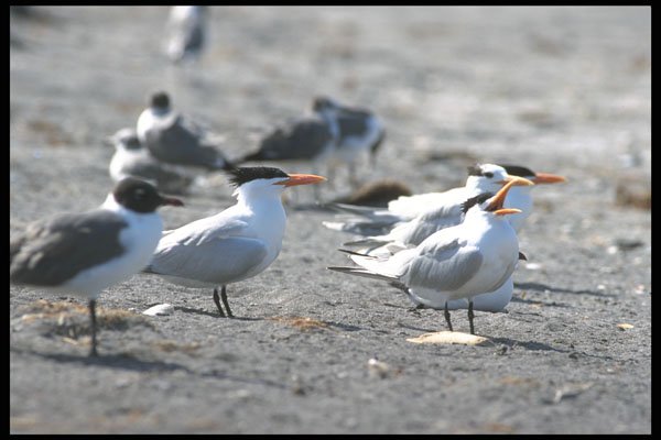 311036 Laughing Gulls And Royal Terns A4 Photo Print