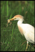 311037 Reddish Egret, White Phase A4 Photo Print