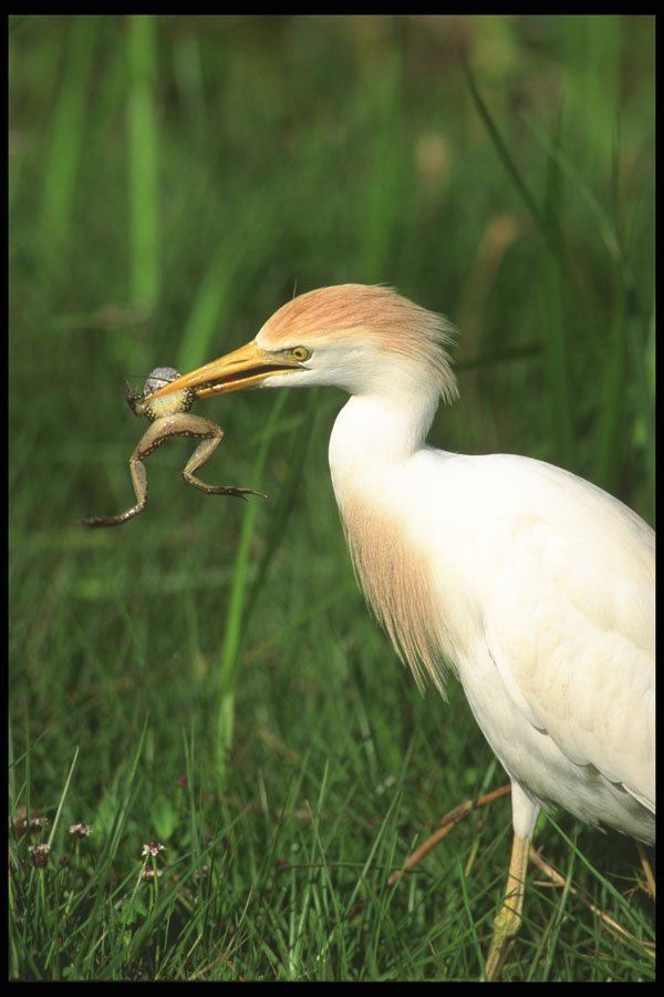 311037 Reddish Egret, White Phase A4 Photo Print