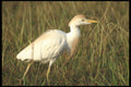 311038 Reddish Egret, White Phase A4 Photo Print