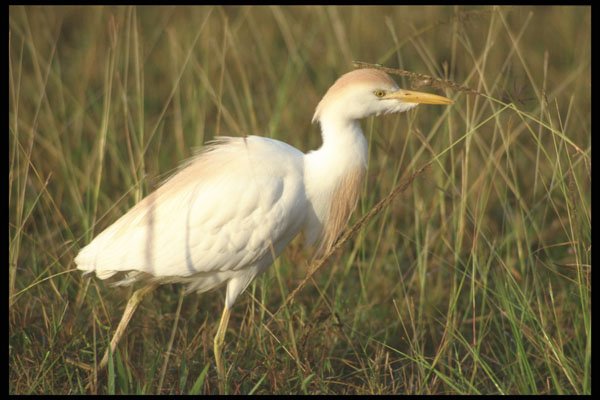 311038 Reddish Egret, White Phase A4 Photo Print
