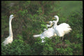311039 Great Egret, Nesting A4 Photo Print