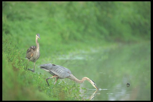 311040 Great Blue Heron, Hunting A4 Photo Print