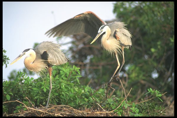 311041 Immature Great Blue Herons A4 Photo Print