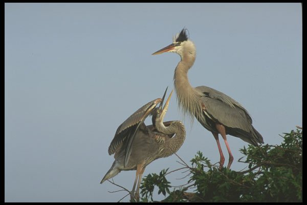 311042 Immature Great Blue Herons A4 Photo Print