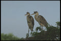311044 Immature Great Blue Herons A4 Photo Print
