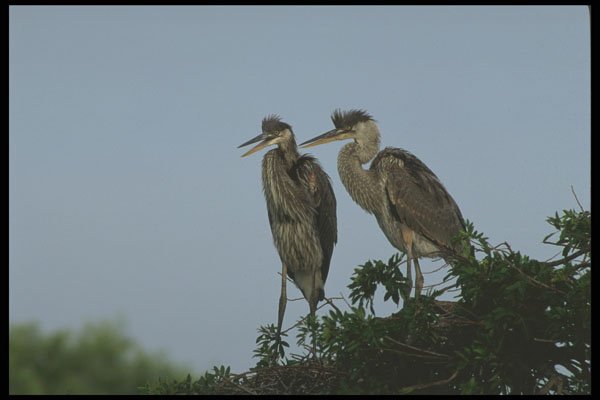 311044 Immature Great Blue Herons A4 Photo Print