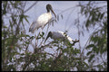 311045 Wood Stork (endangered) A4 Photo Print