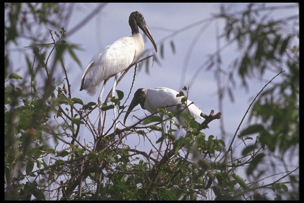 311045 Wood Stork (endangered) A4 Photo Print