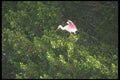 311046 Roseate Spoonbill A4 Photo Print