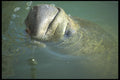 311047 Manatee A4 Photo Print