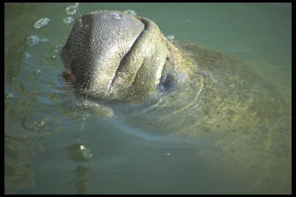 311047 Manatee A4 Photo Print
