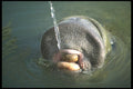 311048 Manatee A4 Photo Print